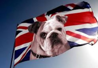 dog gb