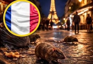 paris rats.jpg