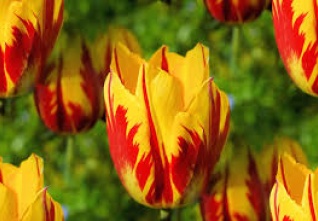 tulipány